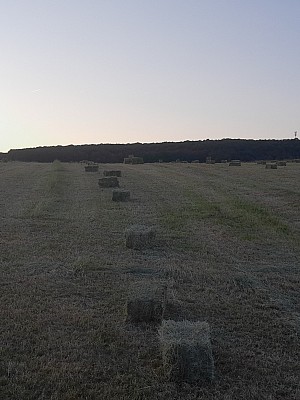 IMG-20230603-WA0040